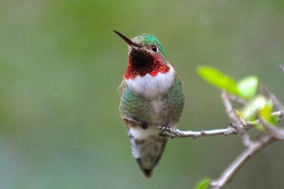 Hummingbird, Ruby-throated Hummingbird,Archilochus colubris,